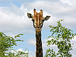 Giraffe Foto 