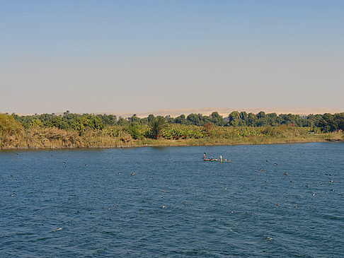 Palmen Foto 