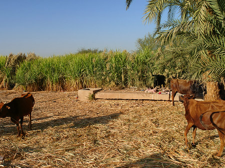 Tiere