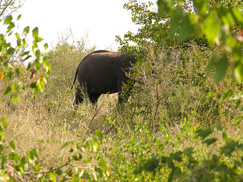 Elefant Fotos