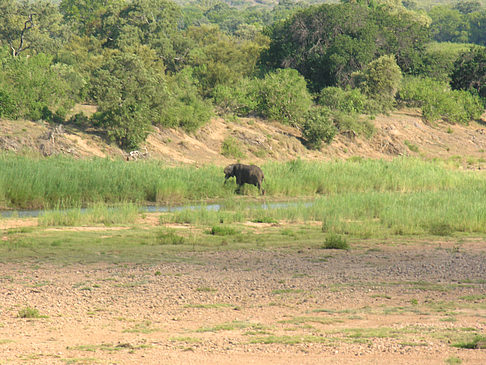 Elefant