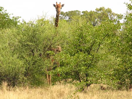 Fotos Giraffe