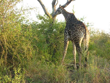 Giraffe
