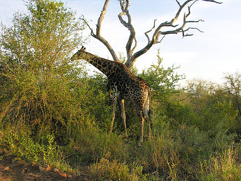 Giraffe Fotos