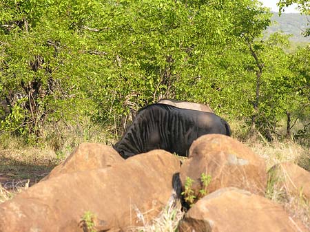 Foto Tiere des Nationalparks - 