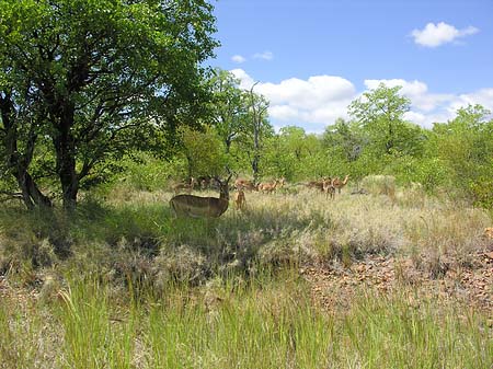 Fotos Zahmes Wild