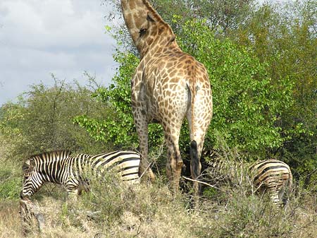 Foto Zebras und Giraffe - 