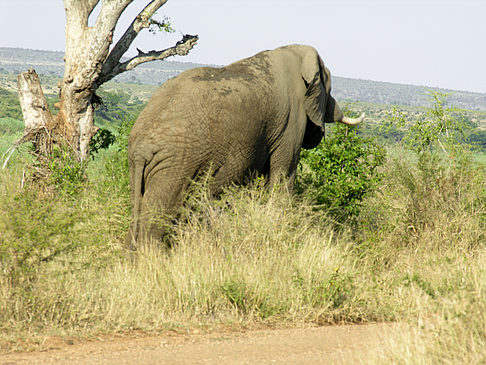 Fotos Elefant | 