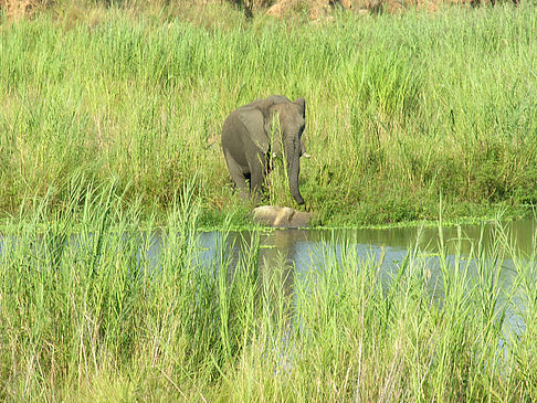 Elefant