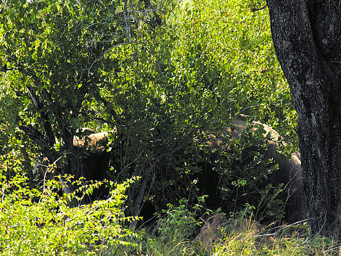 Foto Elefant