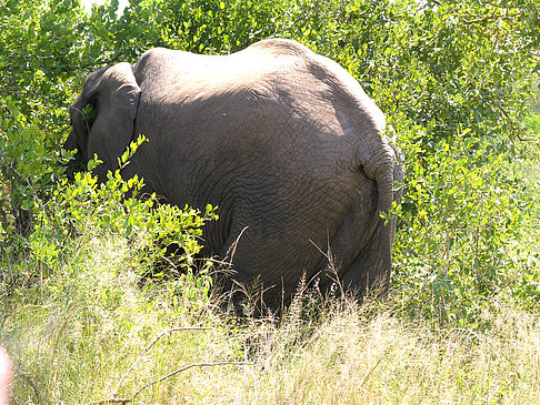 Elefant Foto 