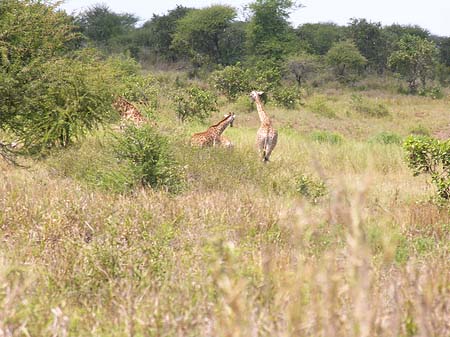 Giraffe Fotos